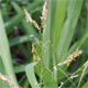Poa palustris