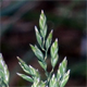Poa pratensis