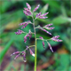 Poa supina