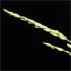 Poa sylvicola
