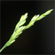 Poa trivialis