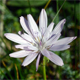 Podospermum roseum