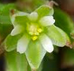 Polycarpon tetraphyllum