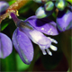 Polygala alpestris