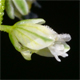 Polygala amarella