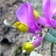 Polygala chamaebuxus