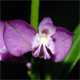 Polygala comosa