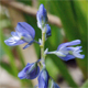 Polygala vulgaris