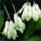 Polygonatum multiflorum