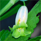 Polygonatum odoratum