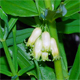 Polygonatum verticillatum