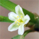 Polygonum aviculare