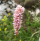 Bistorta officinalis