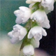 Persicaria lapathifolia