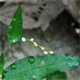 Persicaria mitis