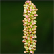 Persicaria maculosa