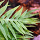 Polypodium cambricum