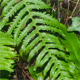 Polypodium interjectum
