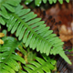 Polypodium vulgare
