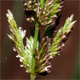 Polypogon viridis