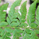 Polystichum aculeatum