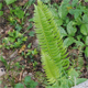 Polystichum lonchitis
