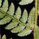 Polystichum setiferum