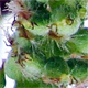 Populus alba