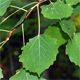 Populus tremula