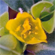 Portulaca oleracea