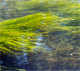 Potamogeton berchtoldii