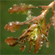 Potamogeton crispus