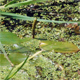 Potamogeton natans