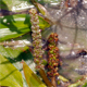 Potamogeton nodosus
