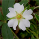 Potentilla alba