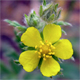 Potentilla argentea