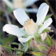 Potentilla caulescens