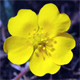 Potentilla crantzii