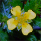 Potentilla erecta