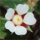Potentilla micrantha