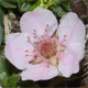 Potentilla nitida