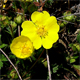 Potentilla pusilla