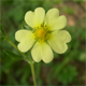 Potentilla recta