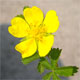 Potentilla reptans