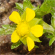 Potentilla supina