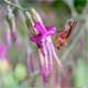 Prenanthes purpurea