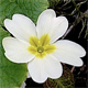 Primula vulgaris v.