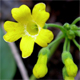 Primula auricula