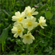 Primula elatior i.