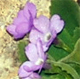 Primula recubariensis